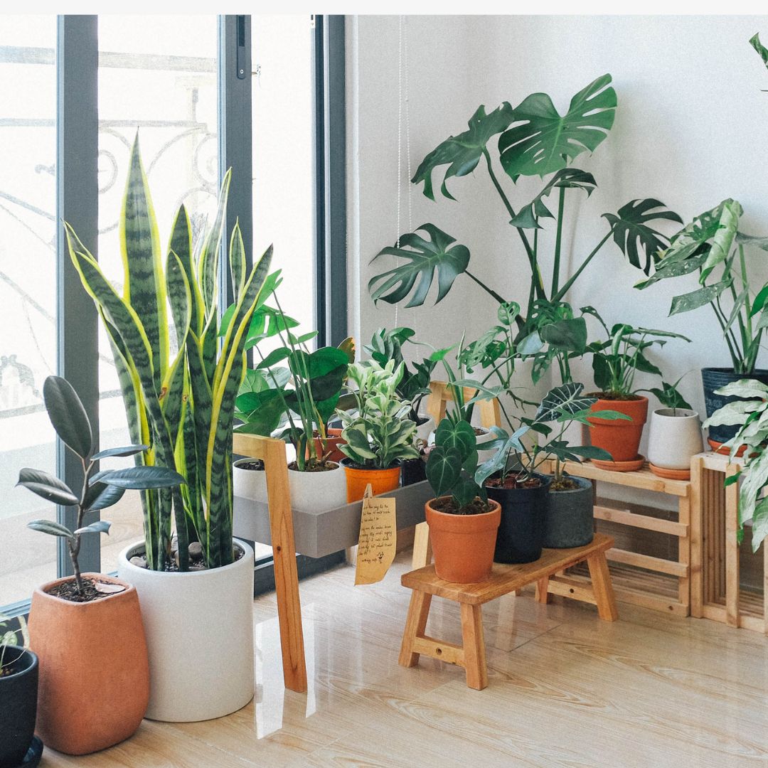 Plant & Pots